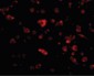 MANF / ARMET Antibody (C-Terminus)